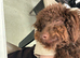 Gorgeous coco brown miniature poodle puppy 8 months old