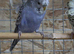 Helicopter budgies