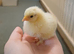 4 pekin and 2 lemon sablepoot chicks