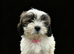 Sweet puppies looking for forever homes