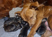 Belgian Malinois puppy