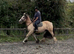 Cracking 14.3 Dun Cob x Mare 3 1/2yrs backed