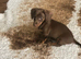 Ready NOW!!!! Beautiful miniature smooth haired dachshunds