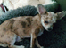 Chihuahua girl blue+lilac merle on cream 5m semi long coat