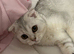 Scottish fold girl 7 months