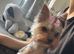Mini Yorkshire terrier girl