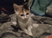 Calico female