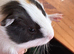 1 Female Guinea pig for sale!