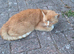 Loving home needed for 12 year old Bow neutered