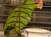H/R White-Fronted Amazon Baby