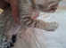 PURE SAVANNAHS  Tica SBTF6/7 cubs with Serval traits
