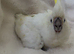 Sulphur-Crested Cockatoo