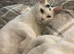 Lovely cat looking for a new home
