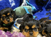 Cavalier King Charles puppies