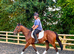 Very Genuine Tb gelding
