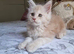 MAINECOON KITTEN AVAILABLE FOR REHOMING