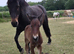 Beautiful Class 1 Irish Draught Mare. Broodmare or Project