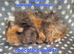 Hairy guinea pig boys