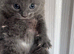 Gorgeous Kittens