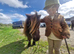 Leadrein miniature Shetland
