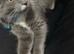 Male kitten