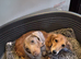 Dachshunds