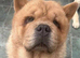 2 adult chows