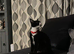 7 month old female cat