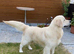 Golden retriever puppies