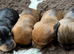 Miniature dachshunds - KC Registered