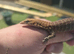 Possible 1.1 Pilbara rock monitors