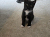 Last 2 male mainecoon cross