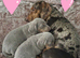 (Sold awaiting new familys)Health Tested KC Miniature Dachshund Puppys (REDUCED PRICE)
