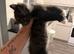 Kitten