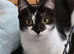 Lovely Female Cat Looking For Loving Home