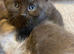 Nebelung cross kittens, very very tame and friendly.