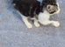 13week old kittens