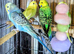 Mixed batch of stunning young