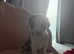 Little of bully/cocker spaniel puppy&rsquo;s