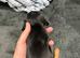 Ready to leave! Last 3 Miniature Dachshunds, purebred.