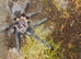 Phormictopus juvenile