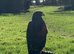 Female Harris Hawk