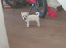 Chihuahua puppies