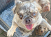 Full fluffy frenchie -reduced 1700