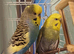 Bonded Pair of budgies