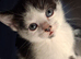 11 week old kittens