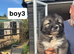 caucasian sheperd puppies for sale