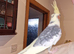 Hand tame cockatiels