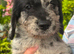 Miniature labradoodles