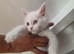 Maine Coon Kittens For Sale